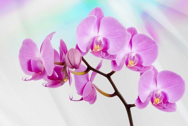 Postershop Fototapeta vliesová: Fialová Orchidea - 184x254 cm