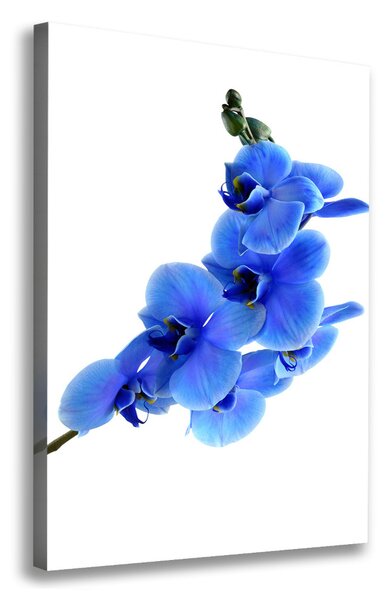 Vertikální Foto obraz na plátně Modrá orchidej ocv-91549599