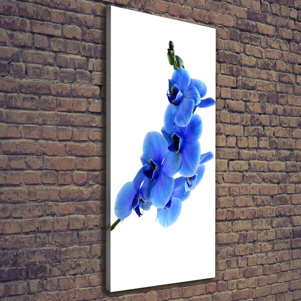 Vertikální Foto obraz na plátně Modrá orchidej ocv-91549599