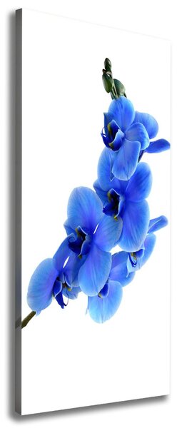 Vertikální Foto obraz na plátně Modrá orchidej ocv-91549599