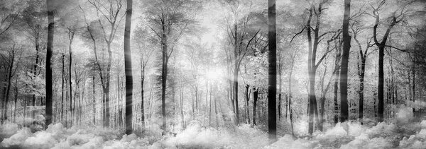 Postershop Fototapeta: Černobílý les - 624x219 cm