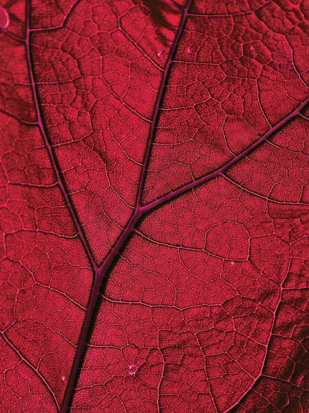 Postershop Fototapeta: Detail listu - 184x254 cm