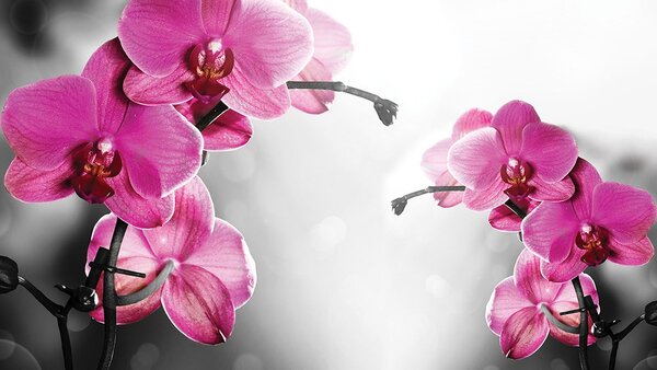 Postershop Fototapeta vliesová: Orchidej na šedém pozadí - 152,5x104 cm