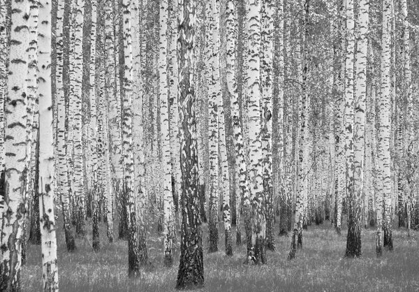 Postershop Fototapeta vliesová: Černobílé břízy - 152,5x104 cm