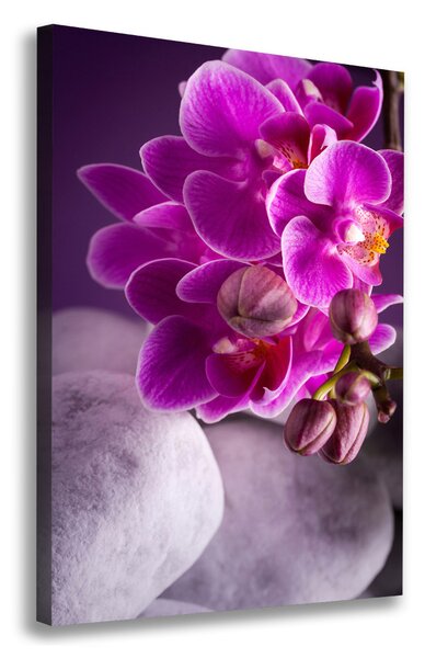 Vertikální Foto obraz na plátně Růžová orchidej ocv-95985968