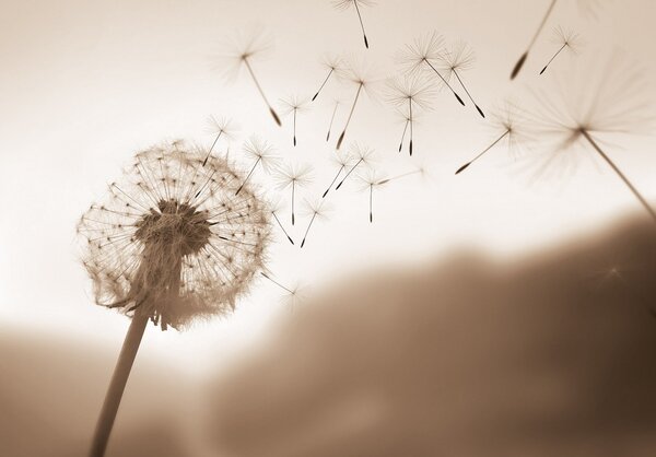 Postershop Fototapeta vliesová: Nature meadow dandelion sky - 208x146 cm