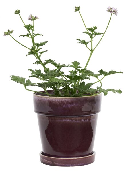 Květináč s podmiskou Purple Ø 18 cm