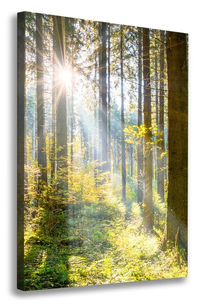 Vertikální Foto obraz canvas Slunce v lese ocv-98252702