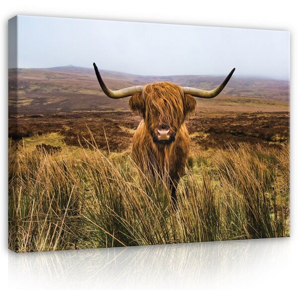 Postershop Obraz na plátně: Animals Scottish Highland Cow Landscape - 100x75 cm