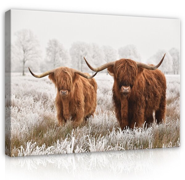 Postershop Obraz na plátně: Animals Nature Scottish Cows Landscape - 100x75 cm