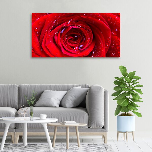 Foto obraz canvas Květ růže oc-100979783