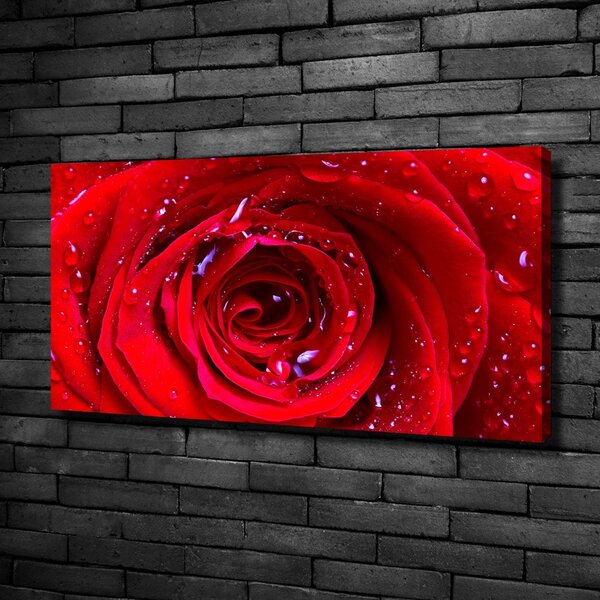 Foto obraz canvas Květ růže oc-100979783