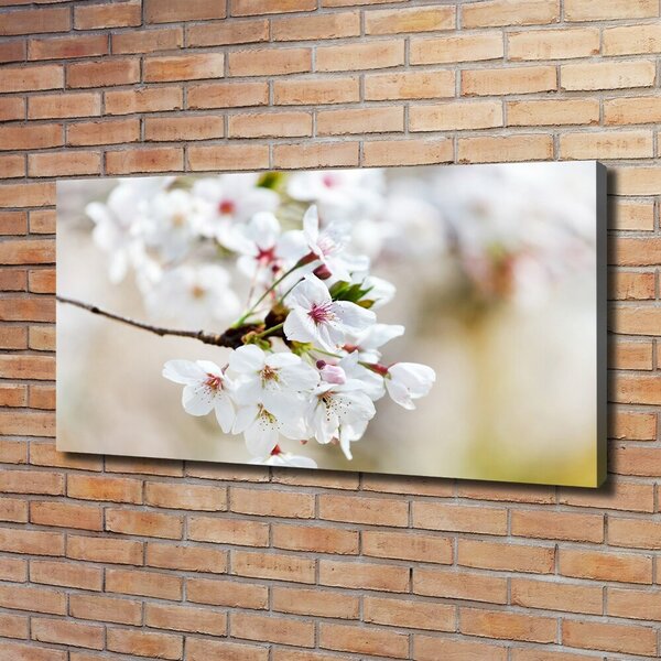 Moderní obraz canvas na rámu Květy višně oc-100965392