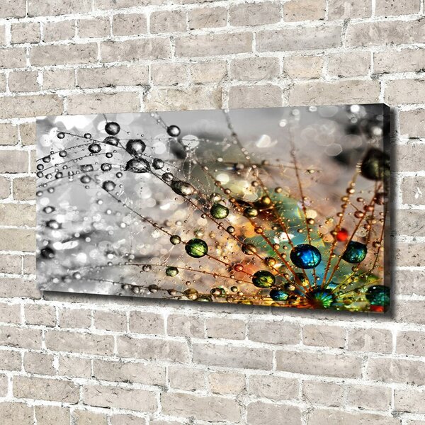 Foto obraz na plátně do obýváku Semeno pampelišky oc-101634475