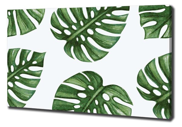 Foto obraz na plátně Monstera oc-101795652