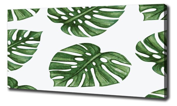 Foto obraz na plátně Monstera oc-101795652