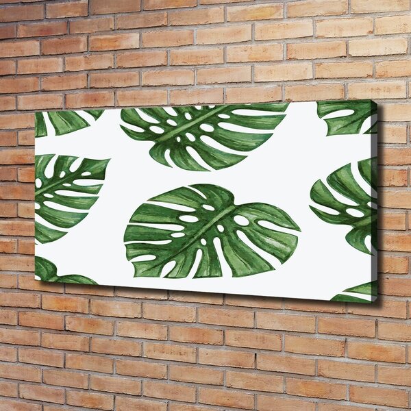 Foto obraz na plátně Monstera oc-101795652