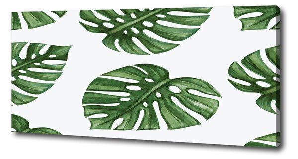 Foto obraz na plátně Monstera oc-101795652