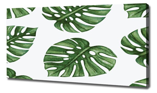 Foto obraz na plátně Monstera oc-101795652