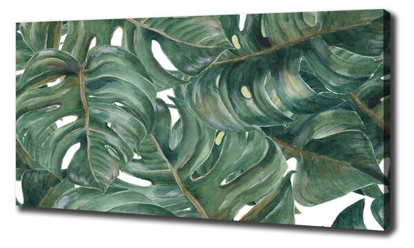 Foto obraz na plátně Monstera oc-101969533