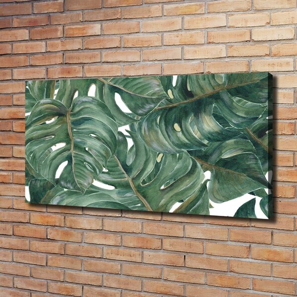 Foto obraz na plátně Monstera oc-101969533