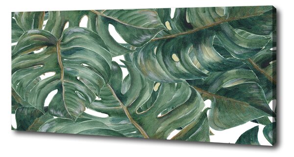 Foto obraz na plátně Monstera oc-101969533