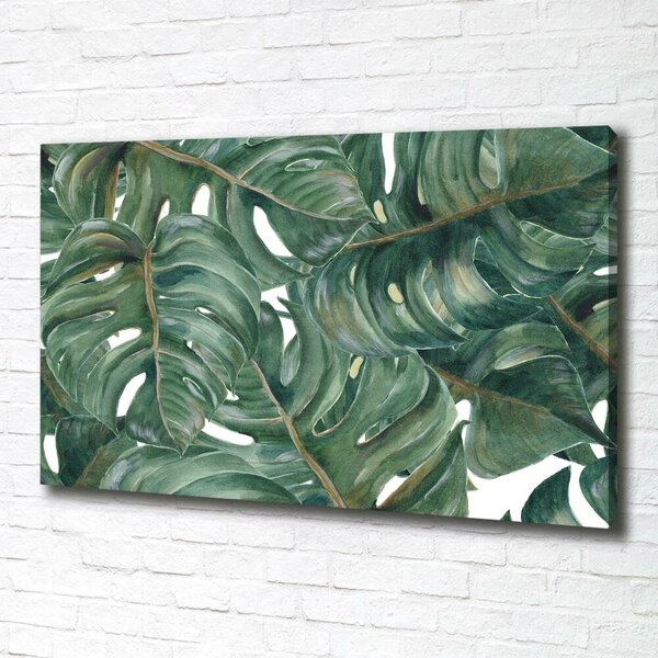 Foto obraz na plátně Monstera oc-101969533