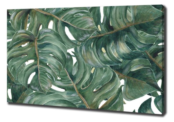 Foto obraz na plátně Monstera oc-101969533