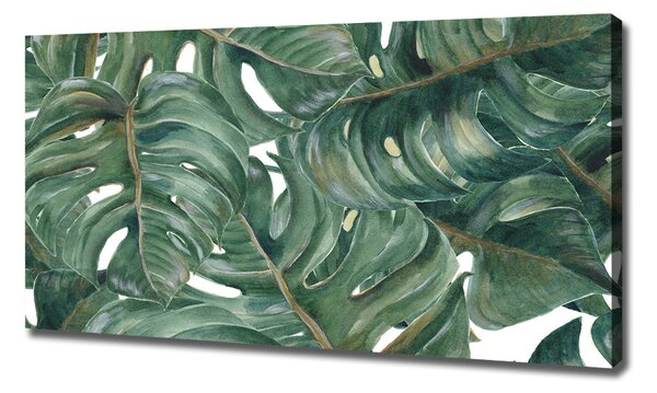 Foto obraz na plátně Monstera oc-101969533