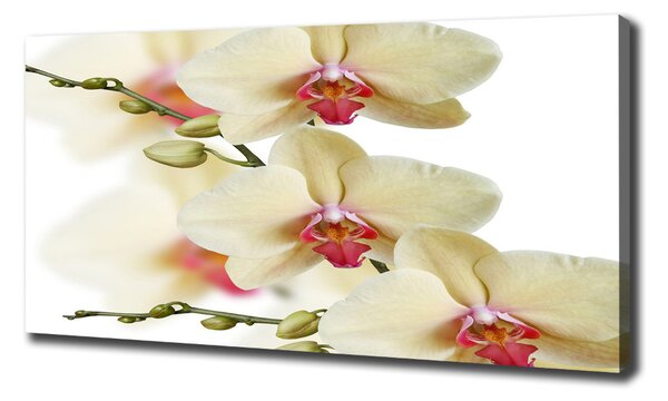 Foto obraz na plátně Orchidej oc-102443917