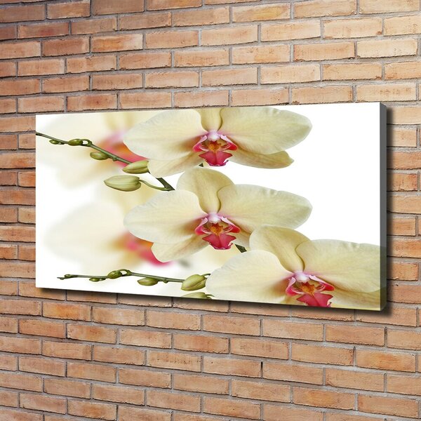 Foto obraz na plátně Orchidej oc-102443917