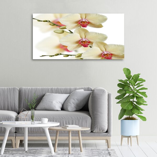 Foto obraz na plátně Orchidej oc-102443917