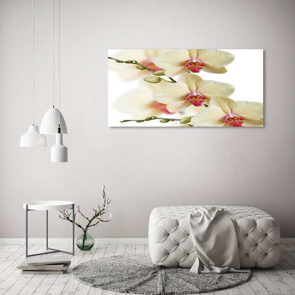 Foto obraz na plátně Orchidej oc-102443917