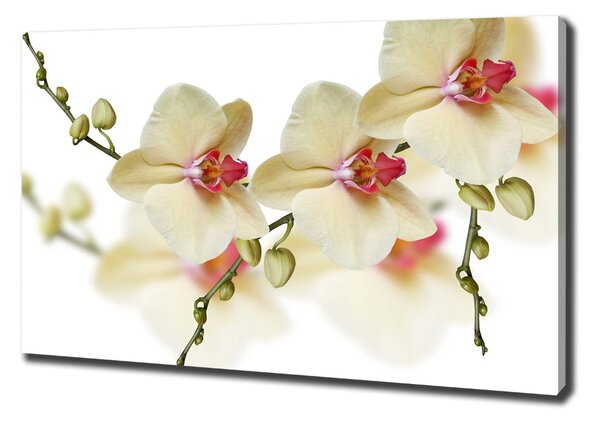Foto obraz na plátně Orchidej oc-102443917