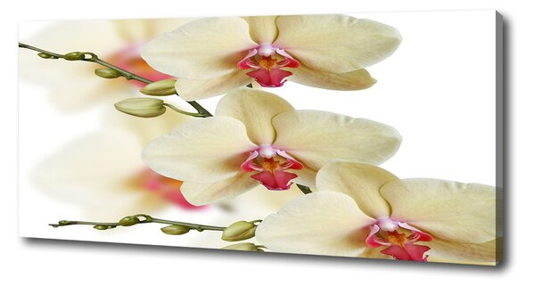 Foto obraz na plátně Orchidej oc-102443917
