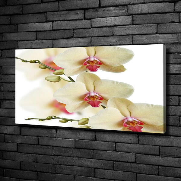 Foto obraz na plátně Orchidej oc-102443917