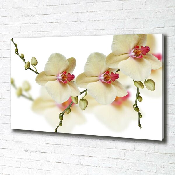 Foto obraz na plátně Orchidej oc-102443917