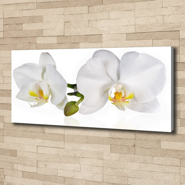 Foto obraz na plátně Orchidej oc-103920801
