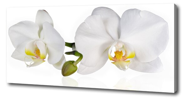 Foto obraz na plátně Orchidej oc-103920801