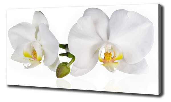 Foto obraz na plátně Orchidej oc-103920801