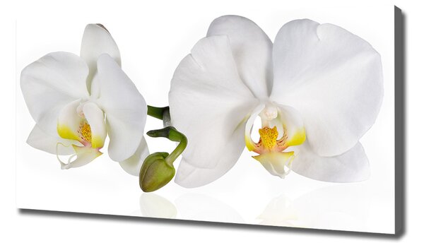 Foto obraz na plátně Orchidej oc-103920801