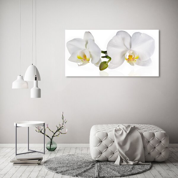 Foto obraz na plátně Orchidej oc-103920801