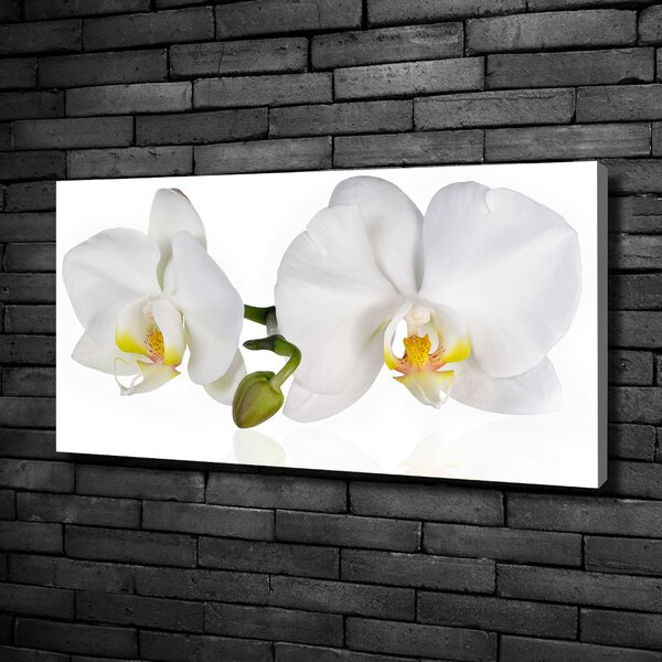 Foto obraz na plátně Orchidej oc-103920801
