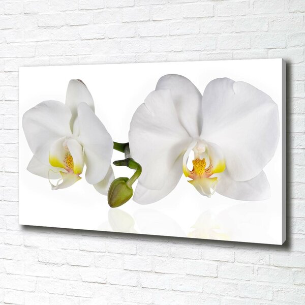 Foto obraz na plátně Orchidej oc-103920801