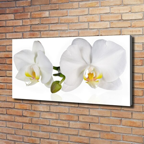 Foto obraz na plátně Orchidej oc-103920801