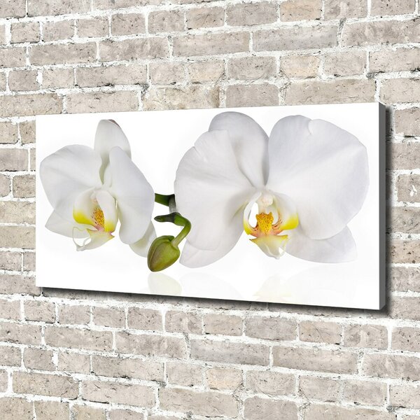 Foto obraz na plátně Orchidej oc-103920801