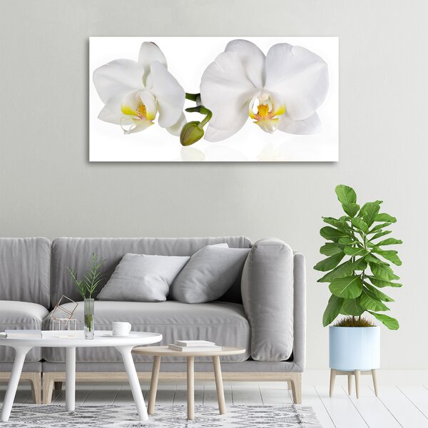 Foto obraz na plátně Orchidej oc-103920801
