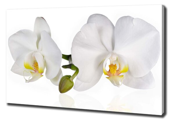 Foto obraz na plátně Orchidej oc-103920801