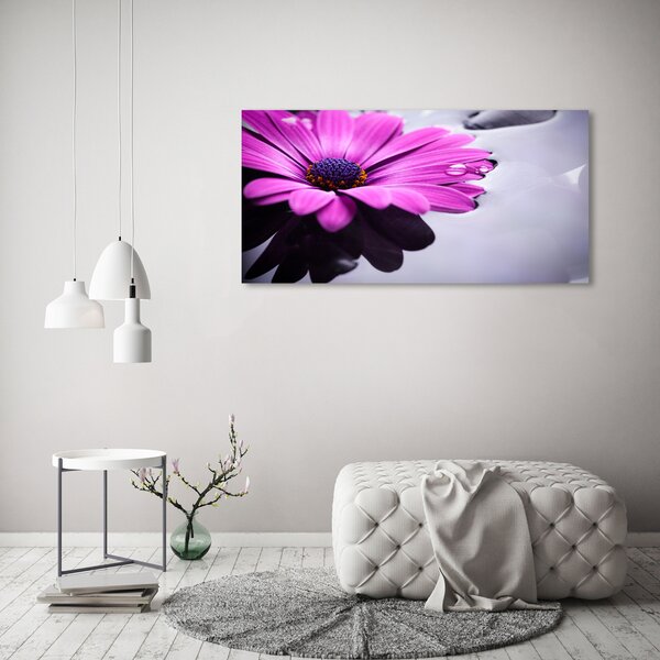 Foto obraz na plátně Gerbera oc-104053300