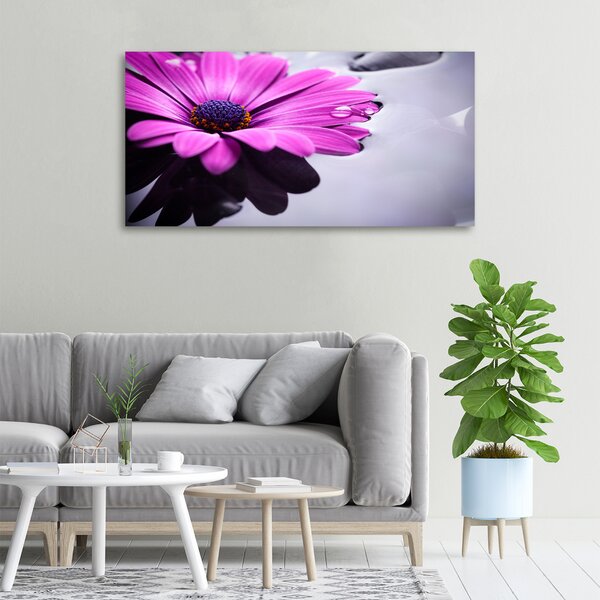 Foto obraz na plátně Gerbera oc-104053300